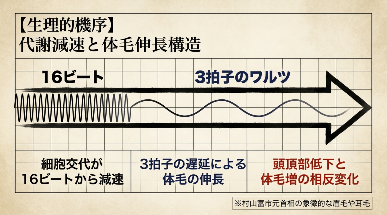 代謝減速と体毛伸長構造を16ビートから3拍子のワルツの波形グラフで表した解説図